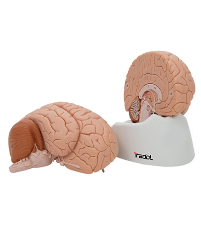 Human Brain Model Supplier in UAE