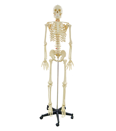 Human Skeleton Supplier in UAE